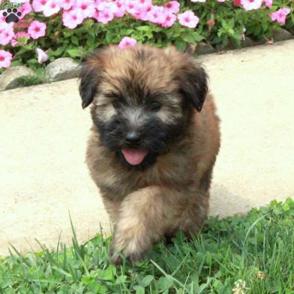 Francesca, Soft Coated Wheaten Terrier Puppy