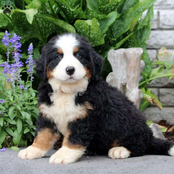 Frank, Bernese Mountain Dog Puppy