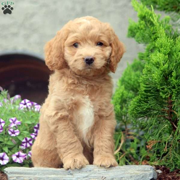 Frank, Cockapoo Puppy