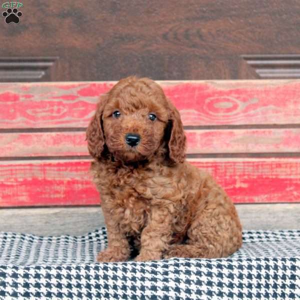 Frank, Miniature Poodle Puppy