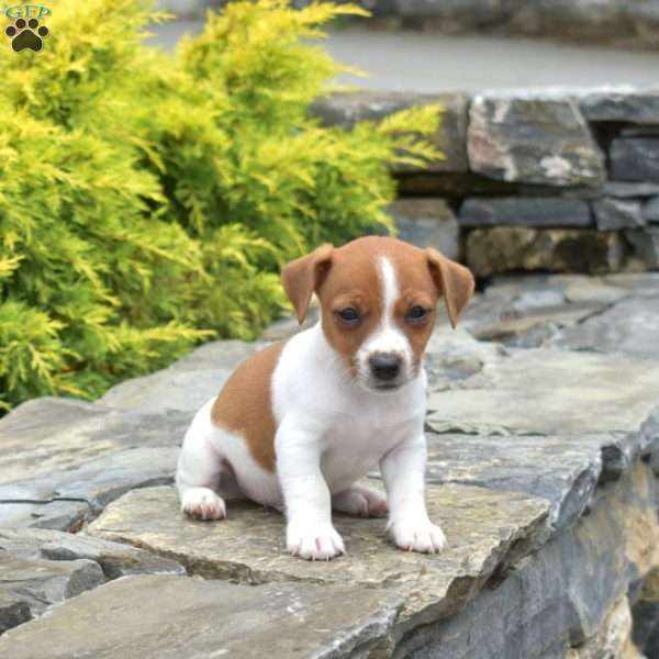 Frankie, Jack Russell Terrier Puppy