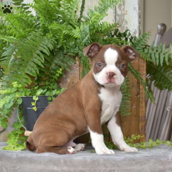 Frankie, Boston Terrier Puppy