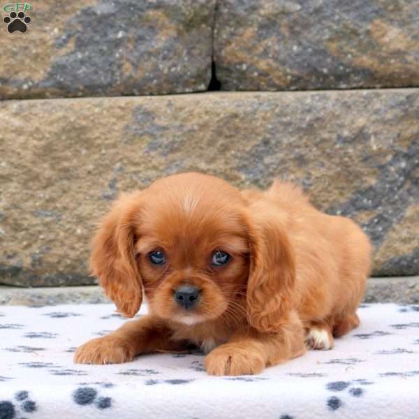 Frankie, Cavalier King Charles Spaniel Puppy