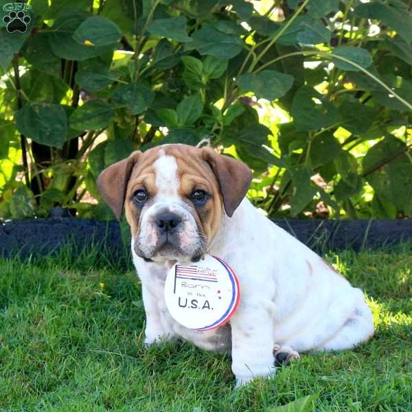 Frankie, English Bulldog Puppy