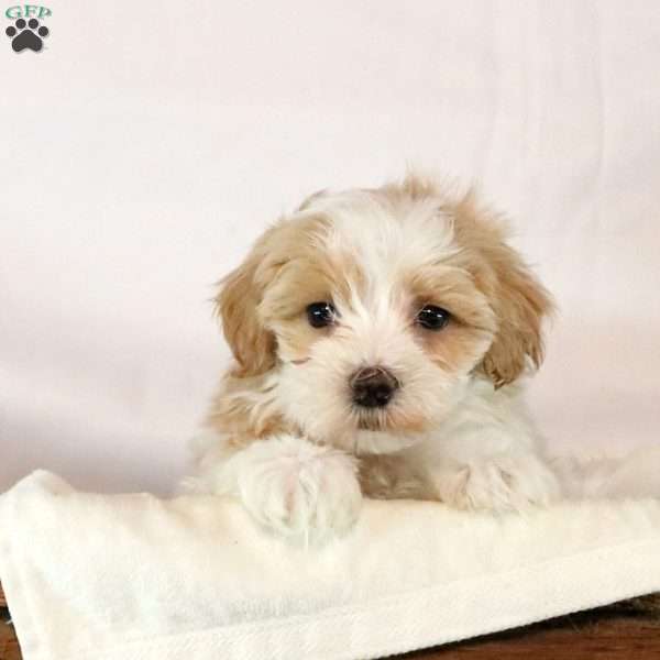 Frankie, Maltipoo Puppy