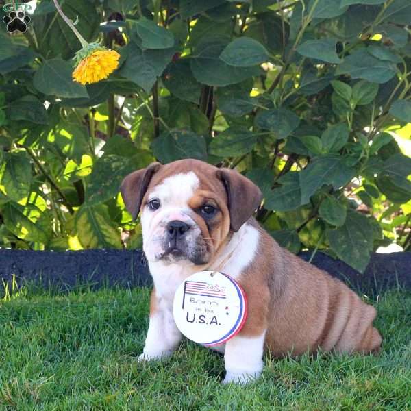 Frannie, English Bulldog Puppy