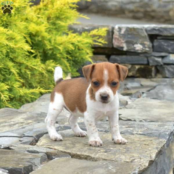 Freckles, Jack Russell Terrier Puppy