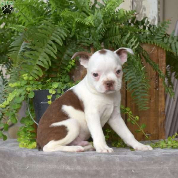 Freckles, Boston Terrier Puppy