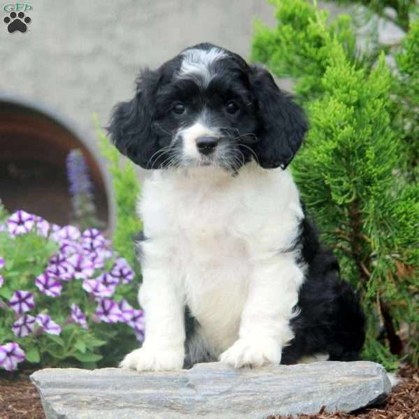 Fred, Cockapoo Puppy