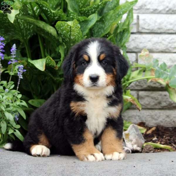 Fred, Bernese Mountain Dog Puppy