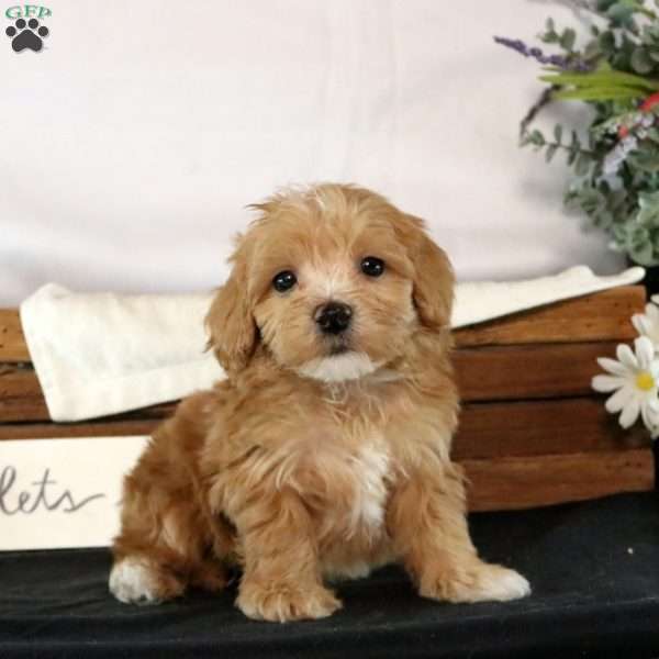 Freddy, Maltipoo Puppy