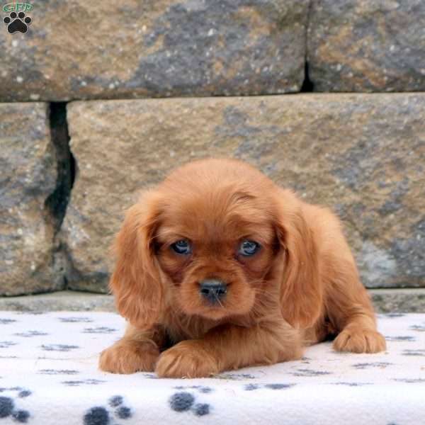 Freida, Cavalier King Charles Spaniel Puppy