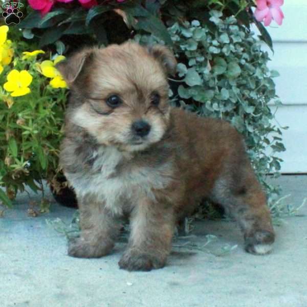 Freida, Yorkie Pom Puppy