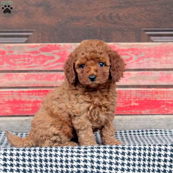 Freya, Miniature Poodle Puppy