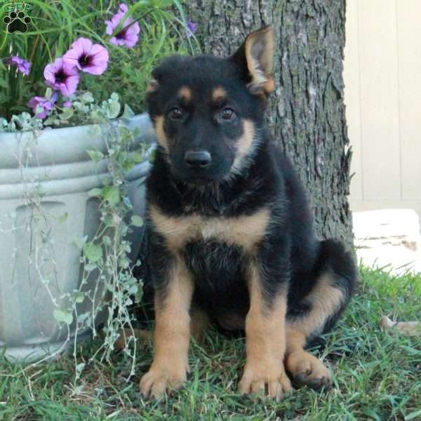 Gabby, German Shepherd Puppy