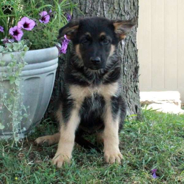 Gael, German Shepherd Puppy