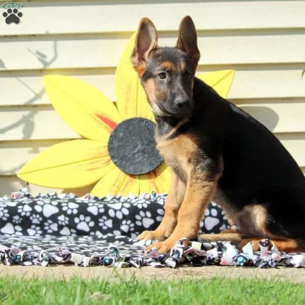 Gage, German Shepherd Puppy