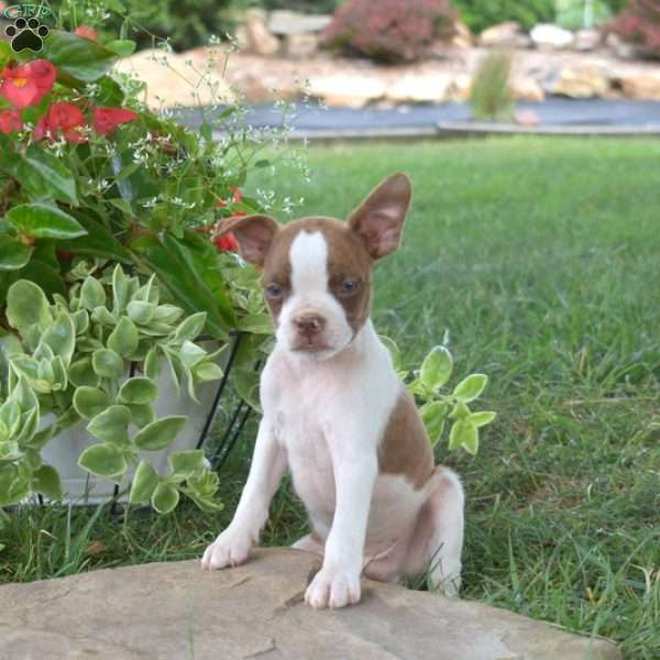 Garfield, Boston Terrier Mix Puppy