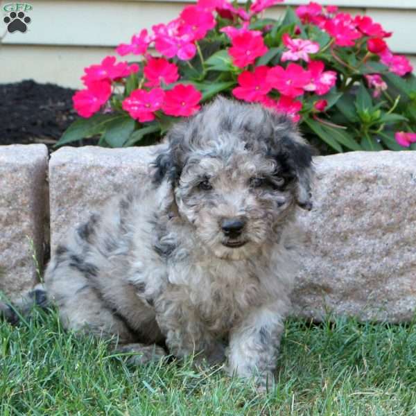 Garrett, Mini Goldendoodle Puppy