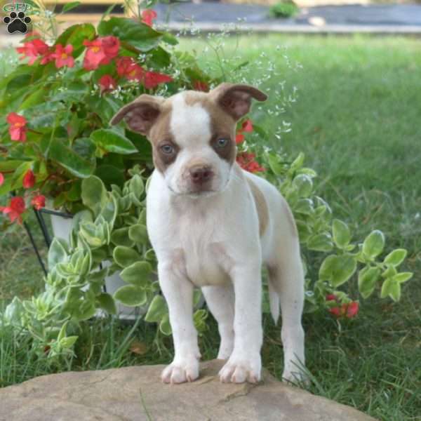 Gator, Boston Terrier Mix Puppy