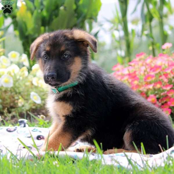 Gavin, German Shepherd Puppy