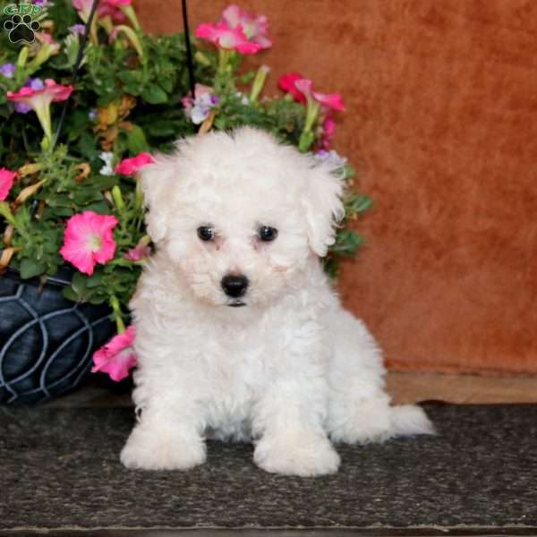 Gavin, Bichon Frise Puppy