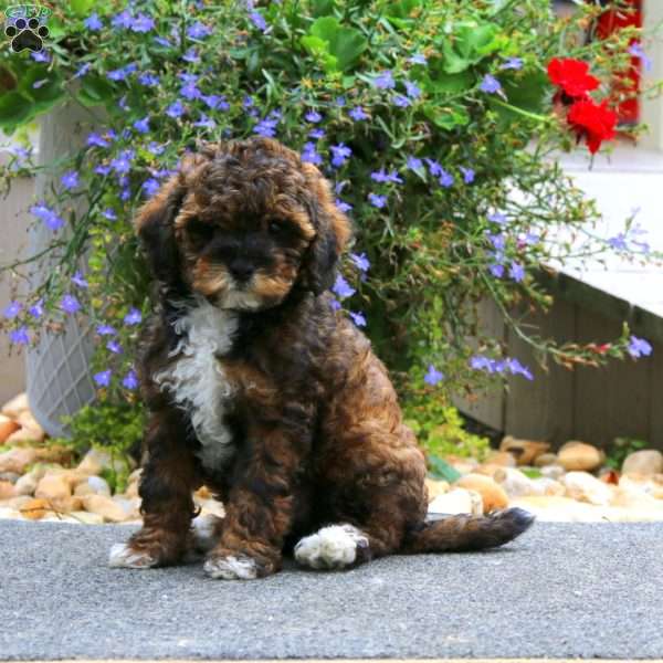 Gavin, Shih-Poo Puppy