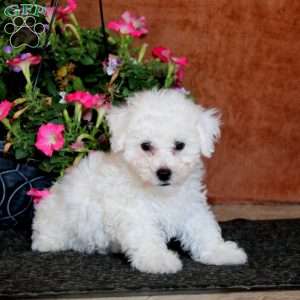 Gavin, Bichon Frise Puppy