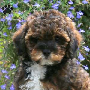 Gavin, Shih-Poo Puppy