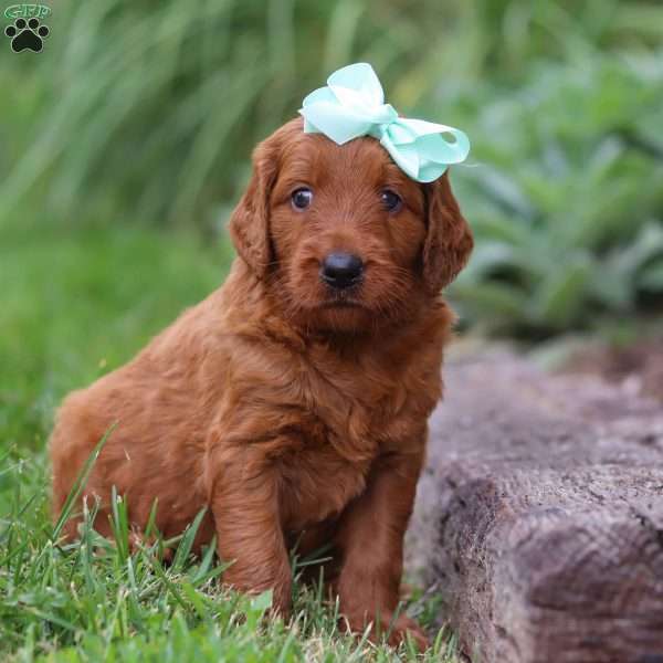 Gem, Goldendoodle Puppy