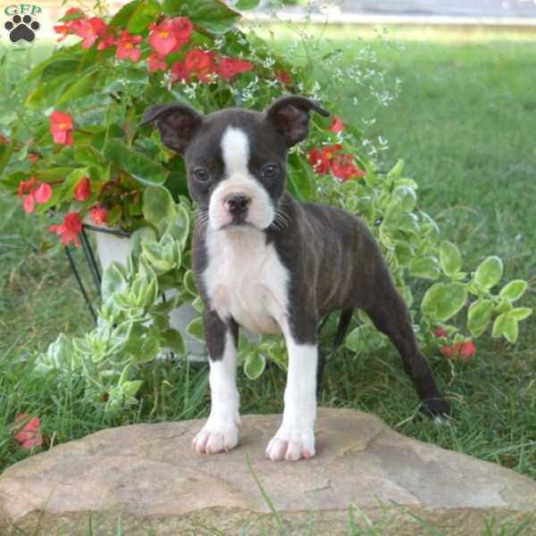 Gemma, Boston Terrier Mix Puppy