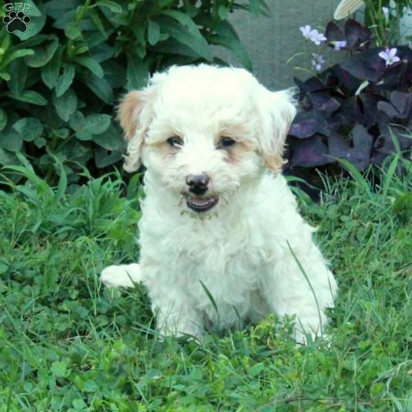 Gemma, Miniature Poodle Mix Puppy