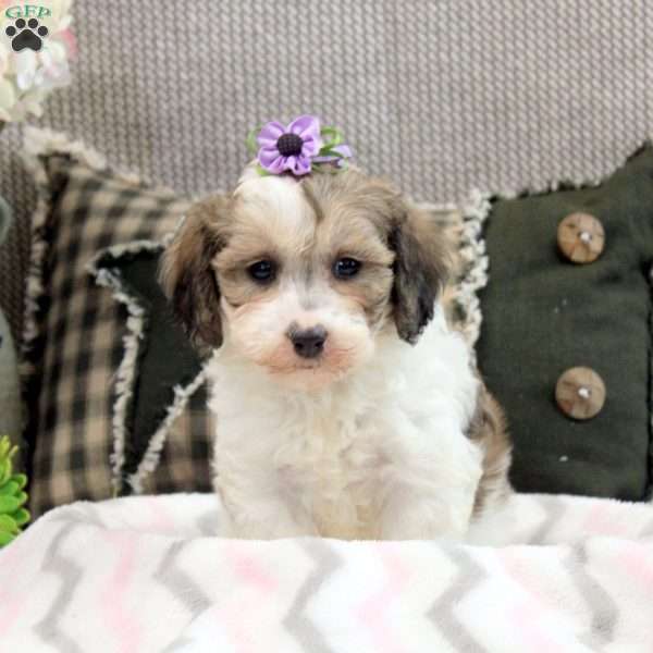 Gemma, Maltipoo Puppy