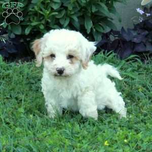 Gemma, Miniature Poodle Mix Puppy