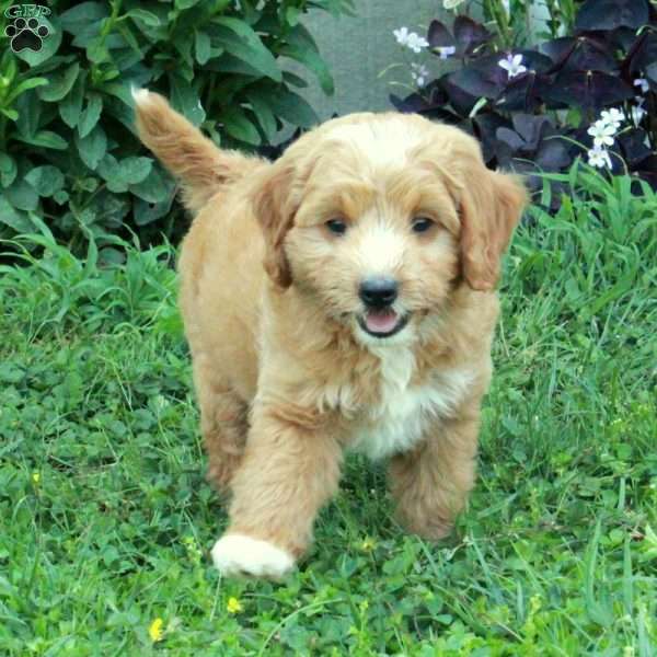 George, Miniature Poodle Mix Puppy