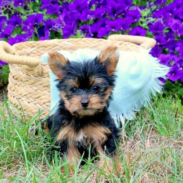 Georgia, Yorkie Puppy