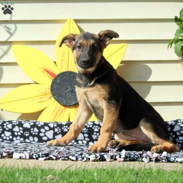 Gia, German Shepherd Puppy