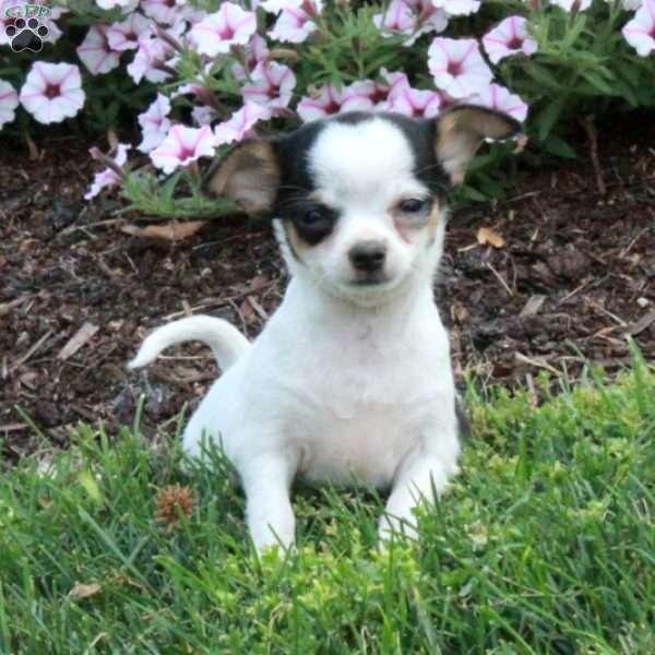 Gidget, Chihuahua Puppy