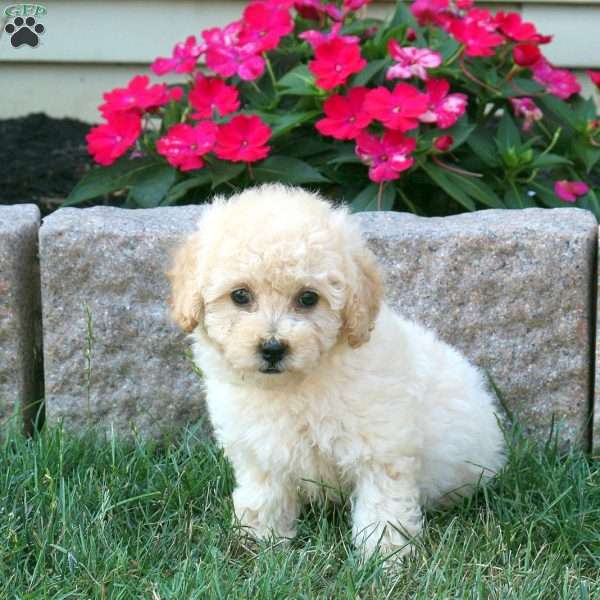 Gigi, Mini Goldendoodle Puppy