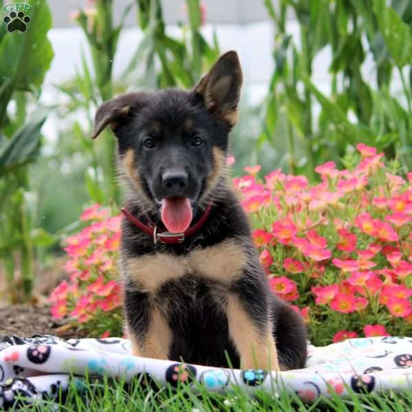 Gina, German Shepherd Puppy