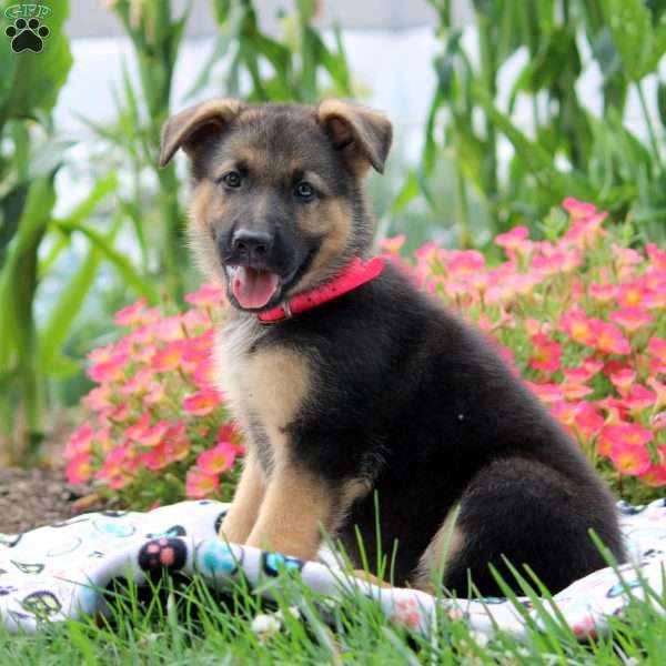 Ginger, German Shepherd Puppy