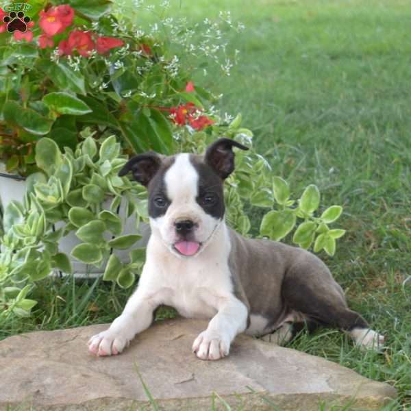 Ginger, Boston Terrier Mix Puppy