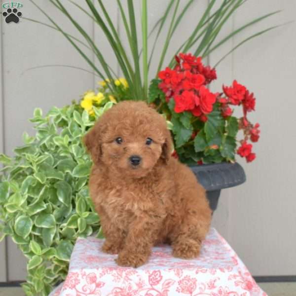 Ginger, Yorkie Poo Puppy