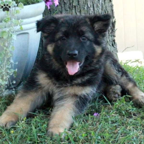 Ginger, German Shepherd Puppy