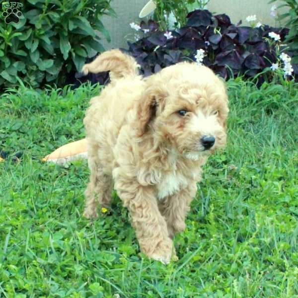 Ginny, Miniature Poodle Mix Puppy