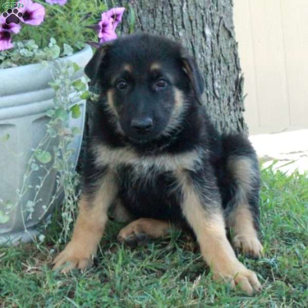 Ginny, German Shepherd Puppy