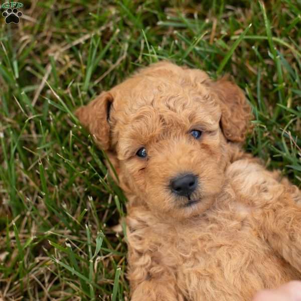 AliceF1B, Mini Goldendoodle Puppy