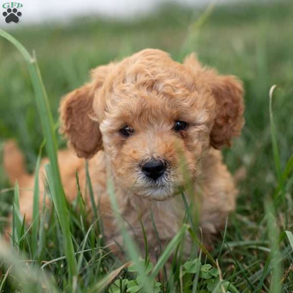 AllieF1B, Mini Goldendoodle Puppy