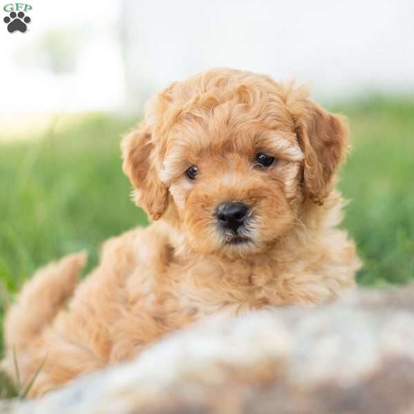 AprilF1B, Mini Goldendoodle Puppy