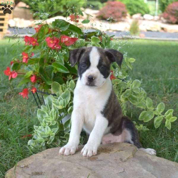 Gizmo, Boston Terrier Mix Puppy